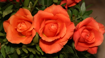 Rosen IMG_218  optimiert Variation4